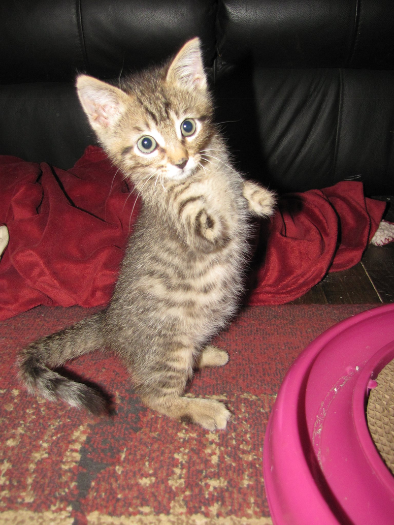 Illustration for article titled Mercury the two-legged cat does the world's cutest T. rex impressions